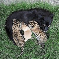 Чужих детей не бывает !!! Люди помните что все дети Земли а не кого-то левого...