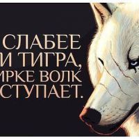 волк хоть и слабее тигра и льва но не выступает в цирке.