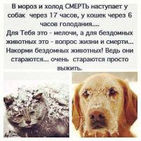 Не проходи мимо животных на улице, не можешь взять их , так купи поесть, для вас это 250 рублей для них минимум один день ЖИЗНИ !!!