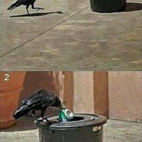 Животные бывают умнее нас и намного культурней -)