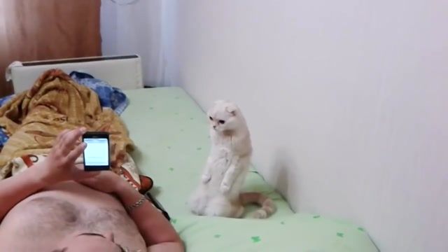 МыЗаБуДущее.РФ Кот слушает гимн России стоя (ПАТРИОТ).mp4