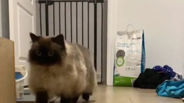 МыЗаБудущее.РФ котик акробатик