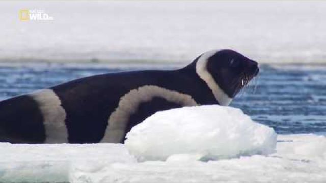 Охотское море / Дикое море России National Geographic 2018 HD 1080